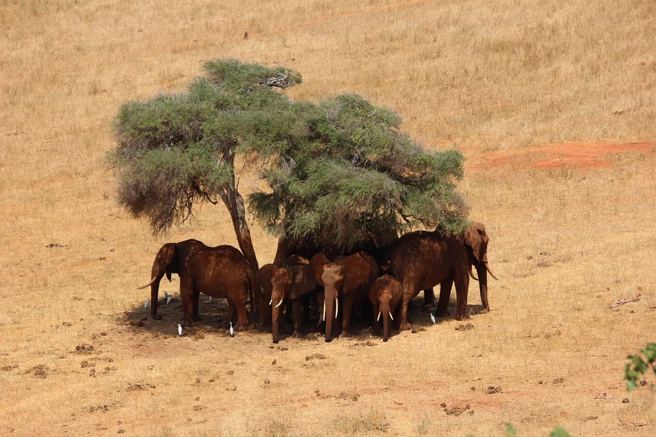 East Africa landscape