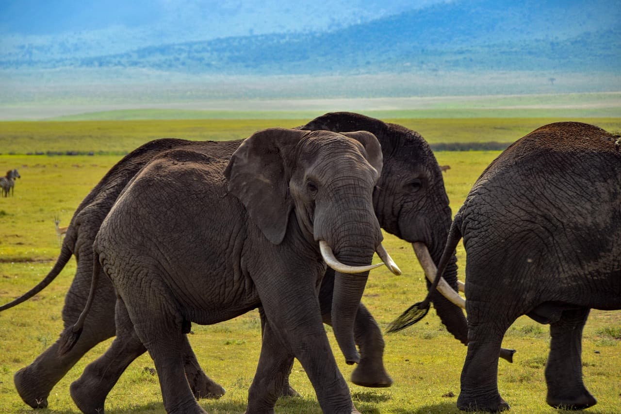 Elephants in the savannah